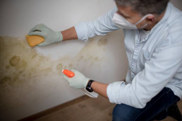 Professional Mold Removal in Imperial, CA