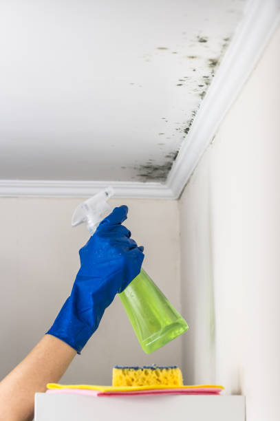 Office Mold Removal Services in Imperial, CA